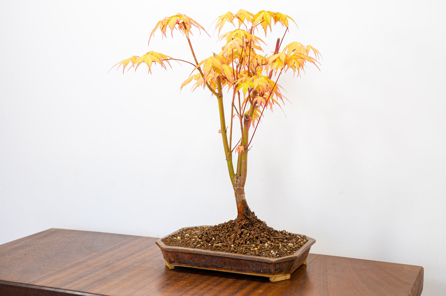 Katsura Japanese Maple Bonsai