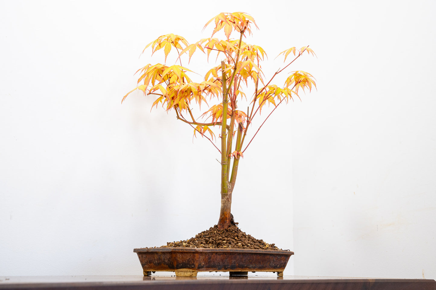 Katsura Japanese Maple Bonsai