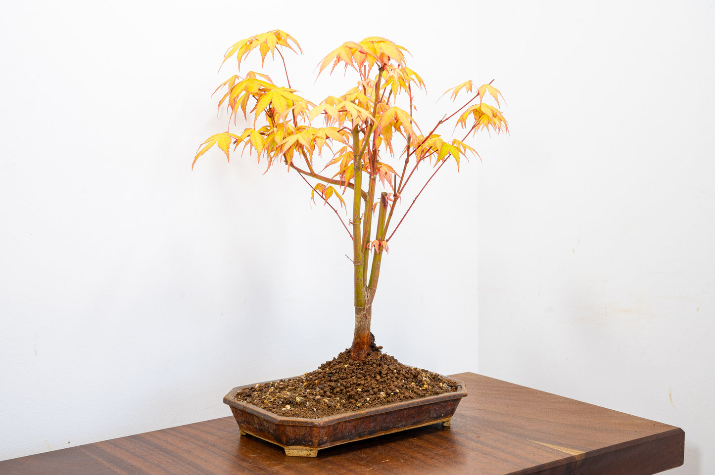 Katsura Japanese Maple Bonsai