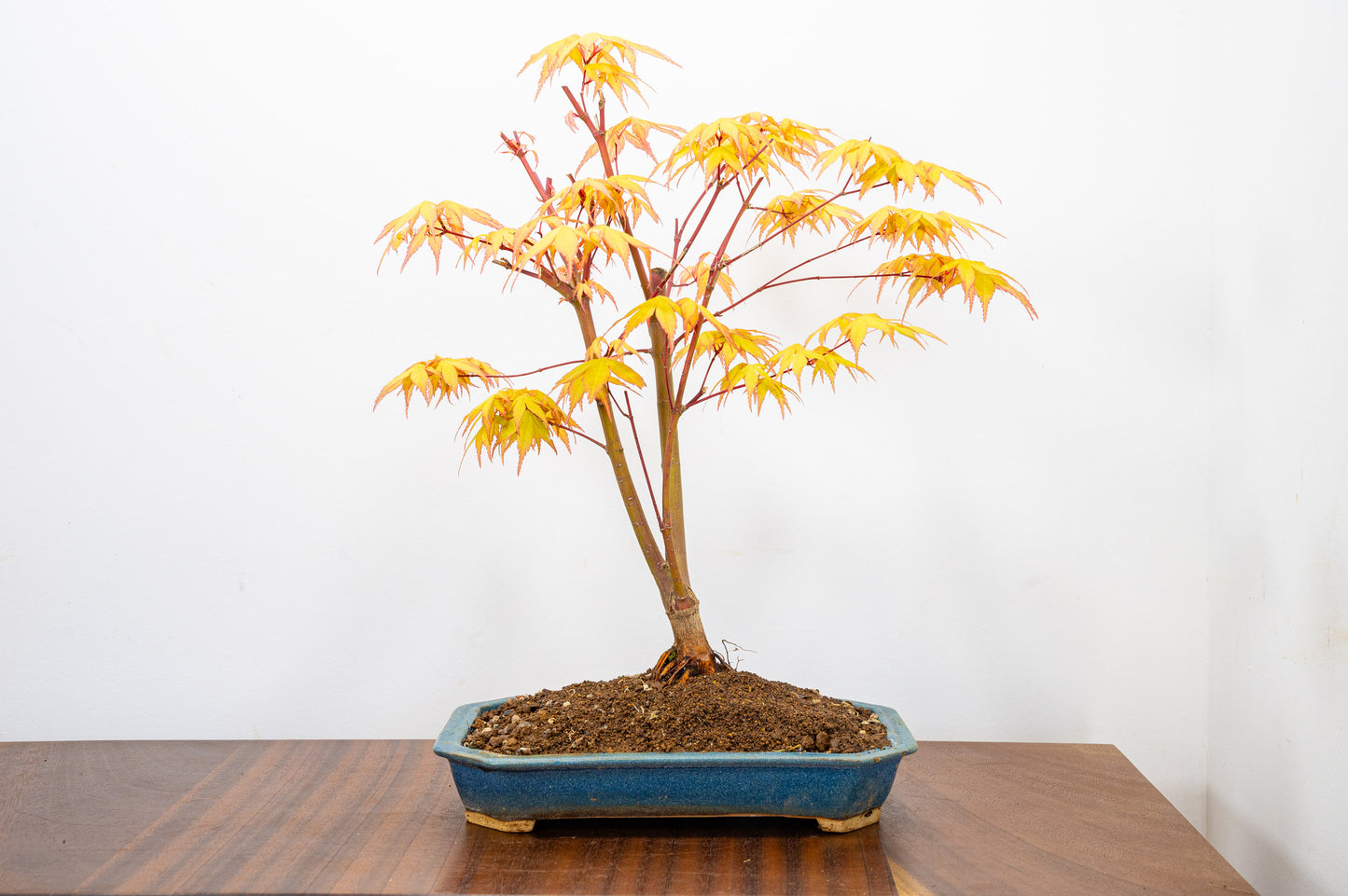 Katsura Japanese Maple Bonsai