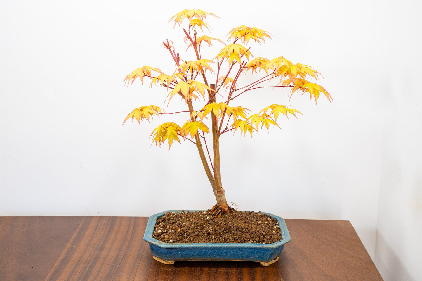 Katsura Japanese Maple Bonsai
