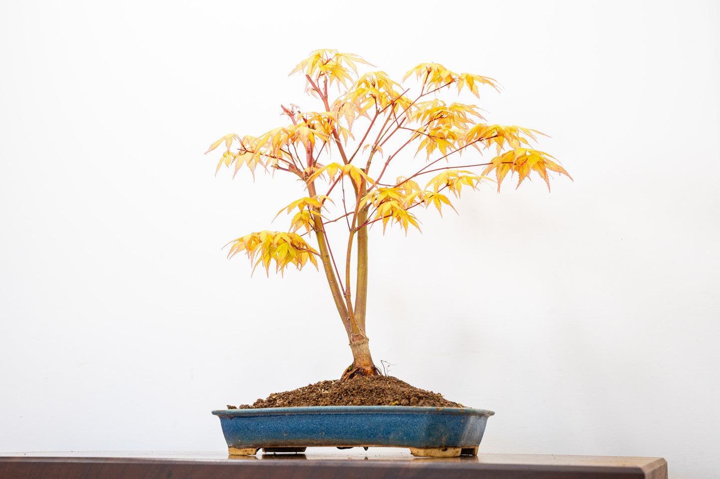 Katsura Japanese Maple Bonsai