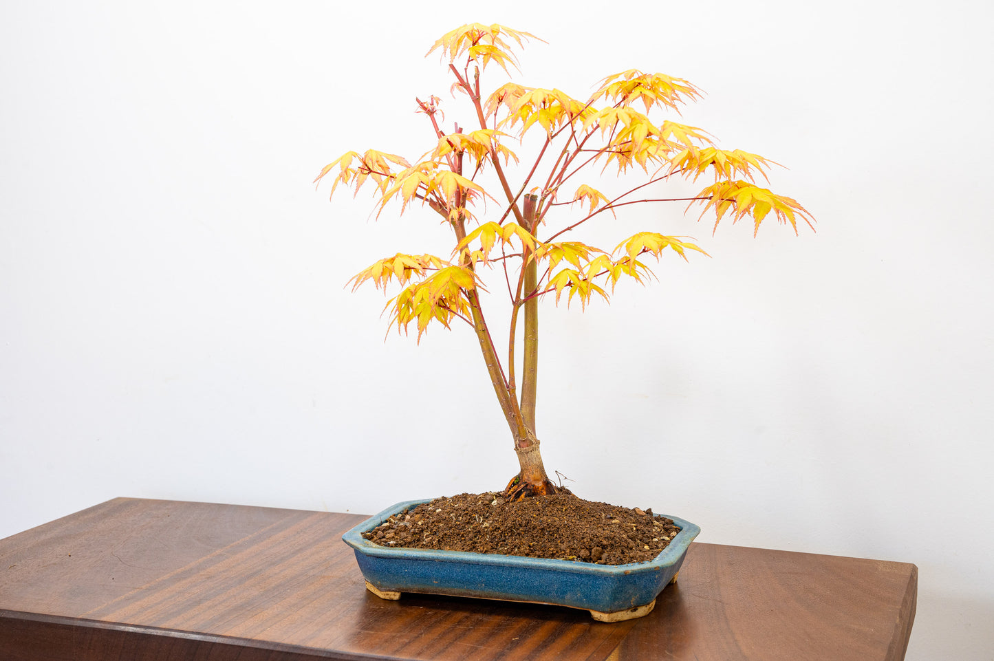 Katsura Japanese Maple Bonsai