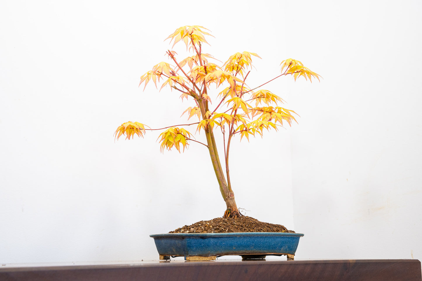 Katsura Japanese Maple Bonsai