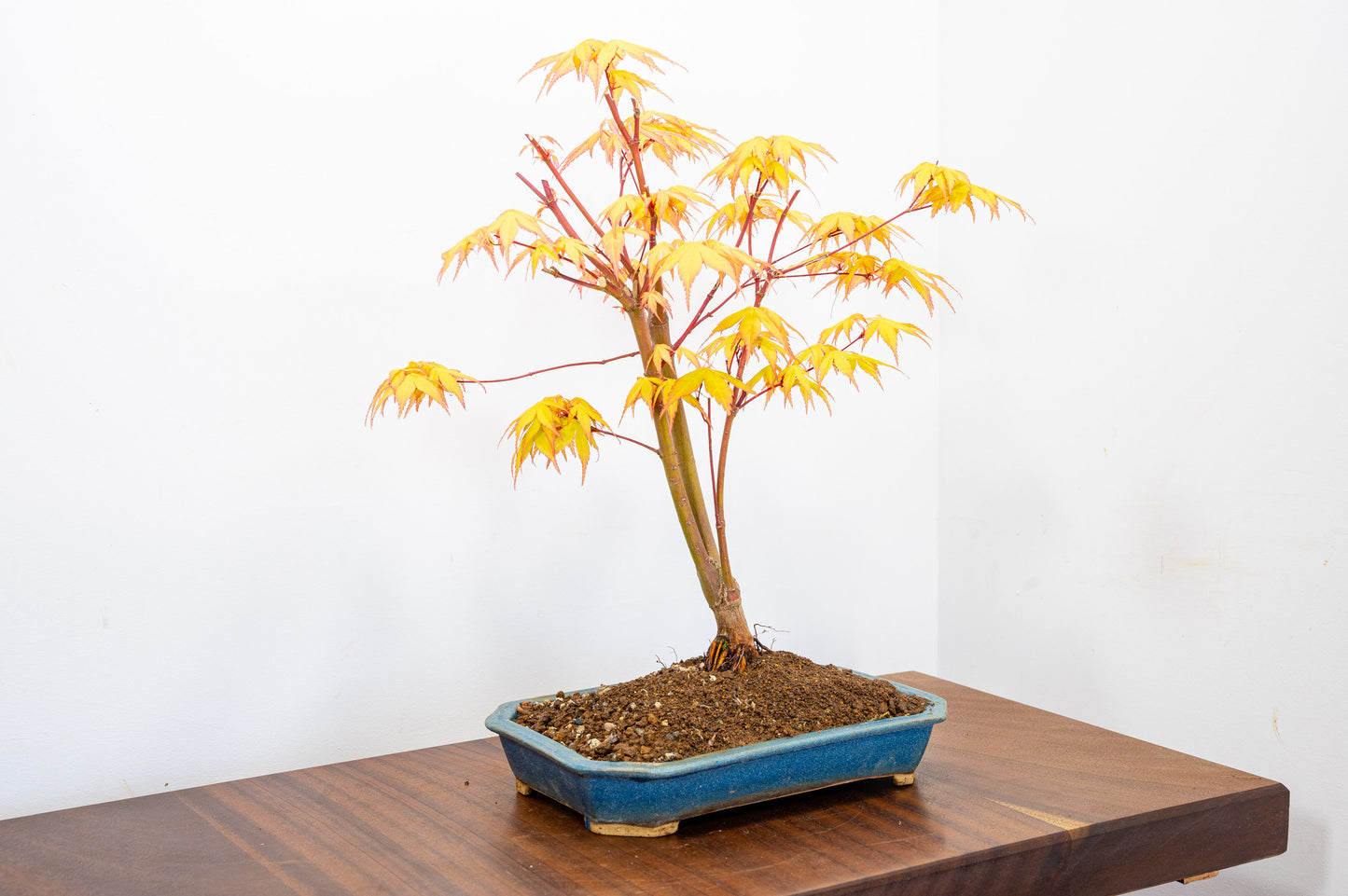 Katsura Japanese Maple Bonsai