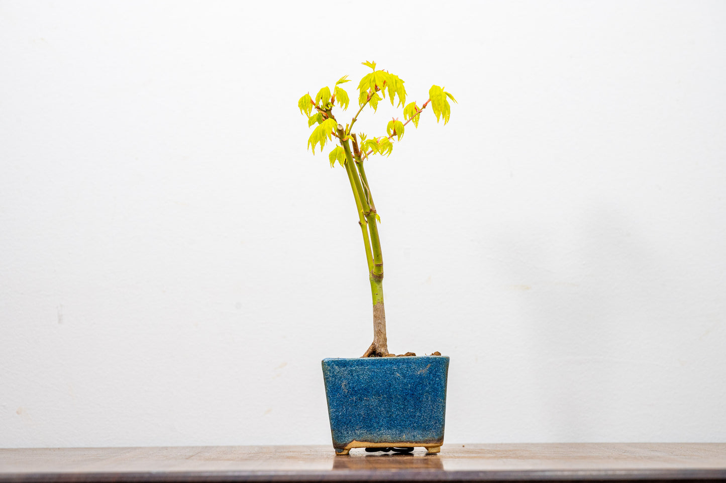 Japanese Maple Bonsai Starter Tree