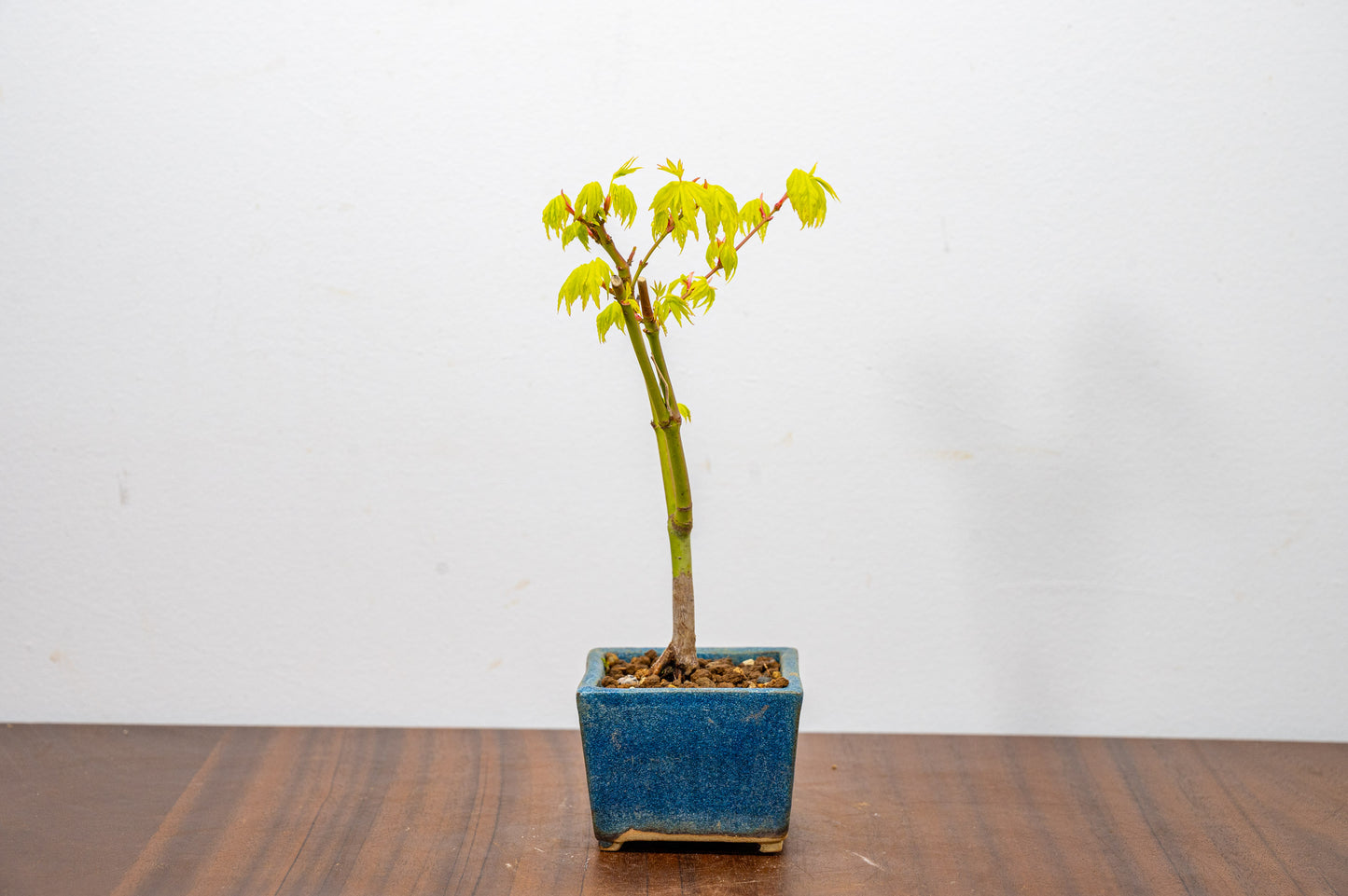 Japanese Maple Bonsai Starter Tree