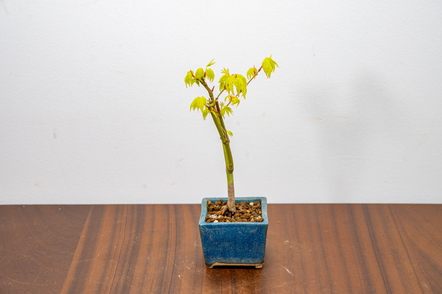 Japanese Maple Bonsai Starter Tree