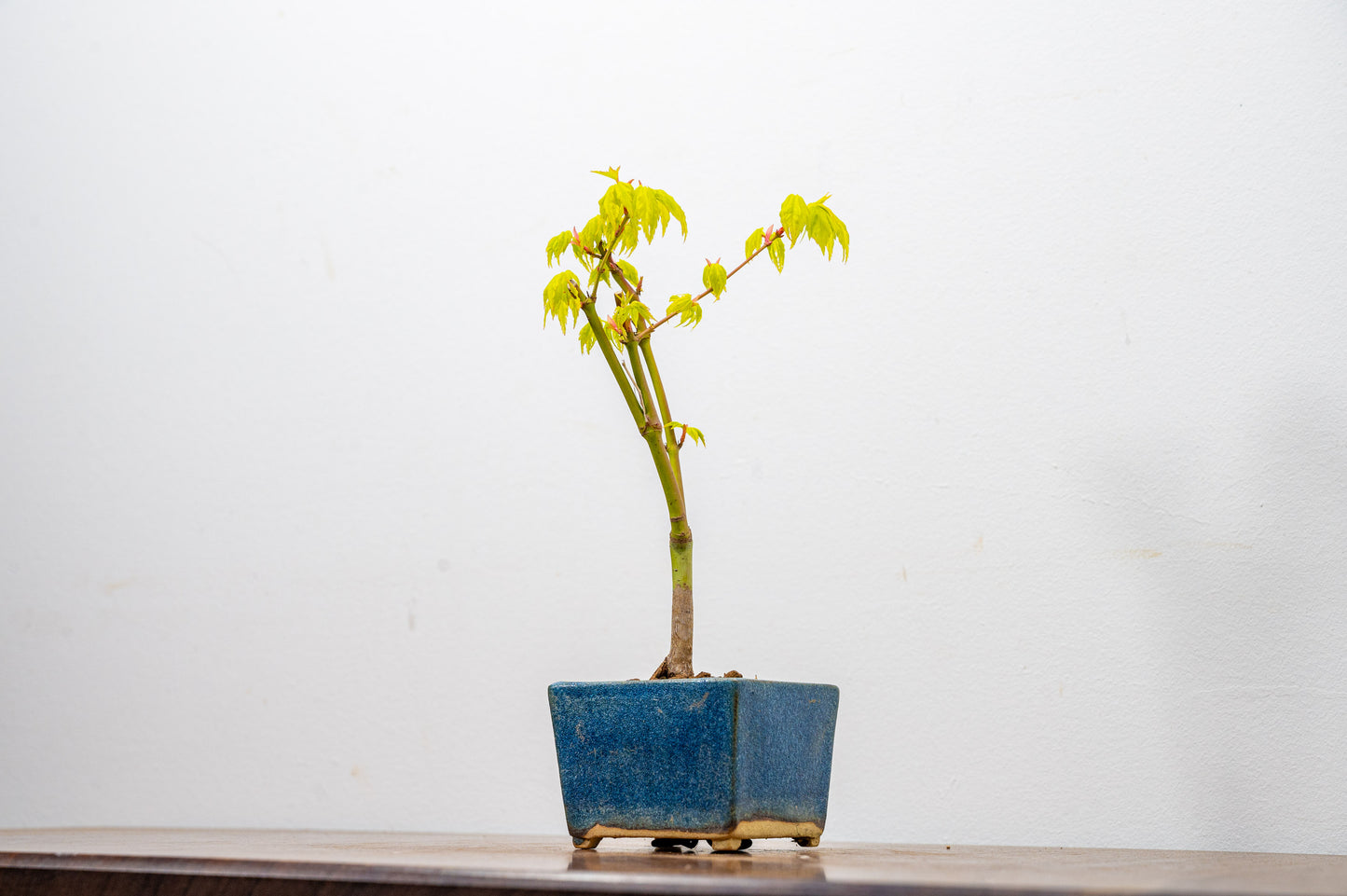 Japanese Maple Bonsai Starter Tree