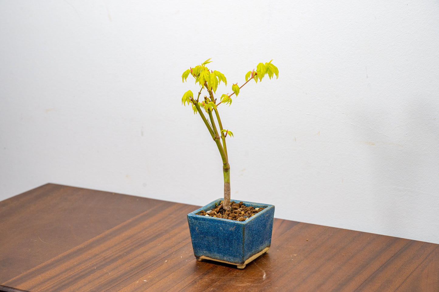 Japanese Maple Bonsai Starter Tree