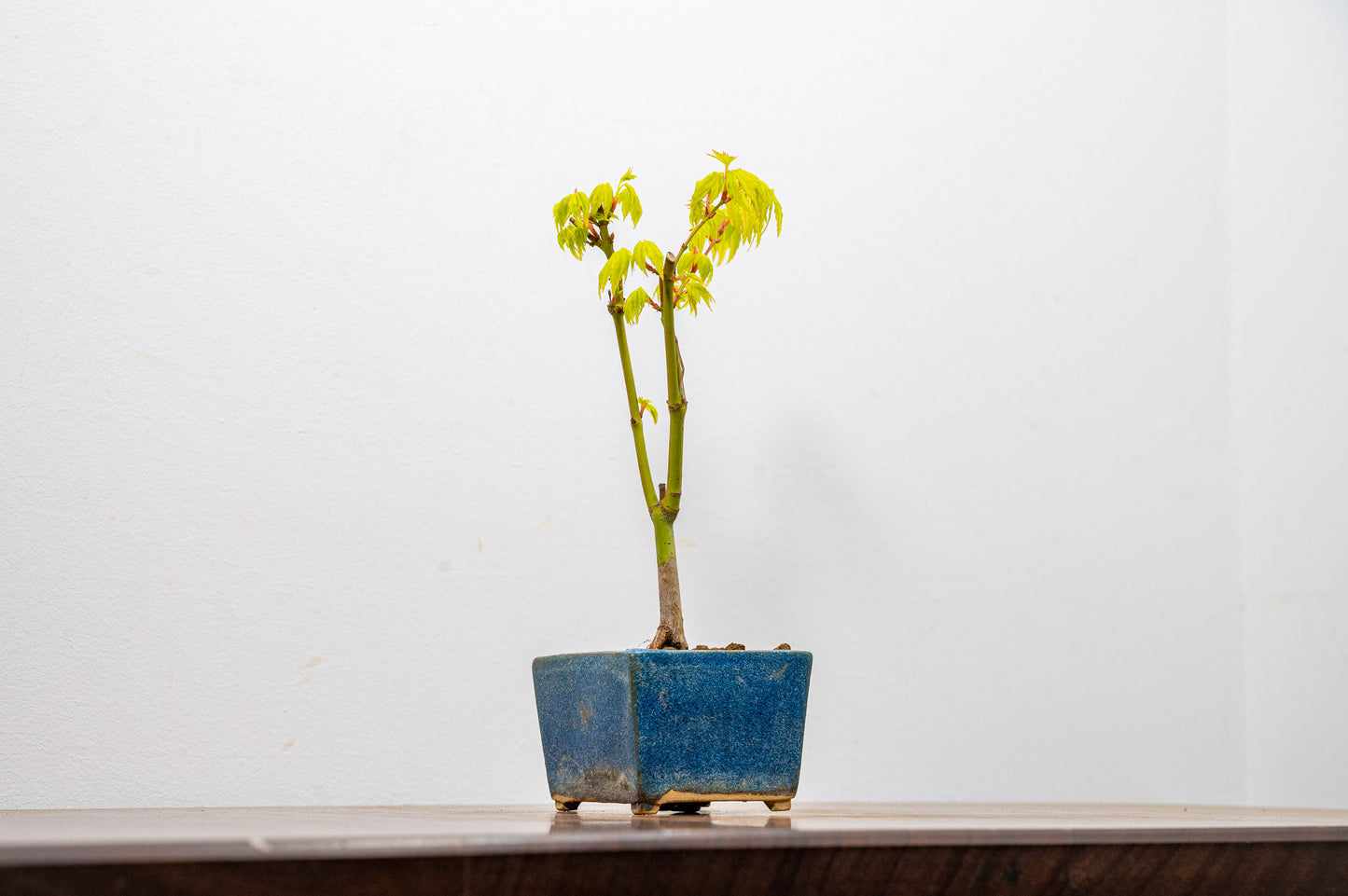 Japanese Maple Bonsai Starter Tree