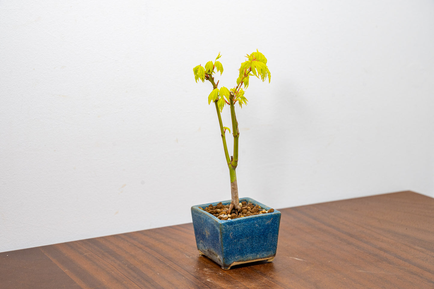 Japanese Maple Bonsai Starter Tree