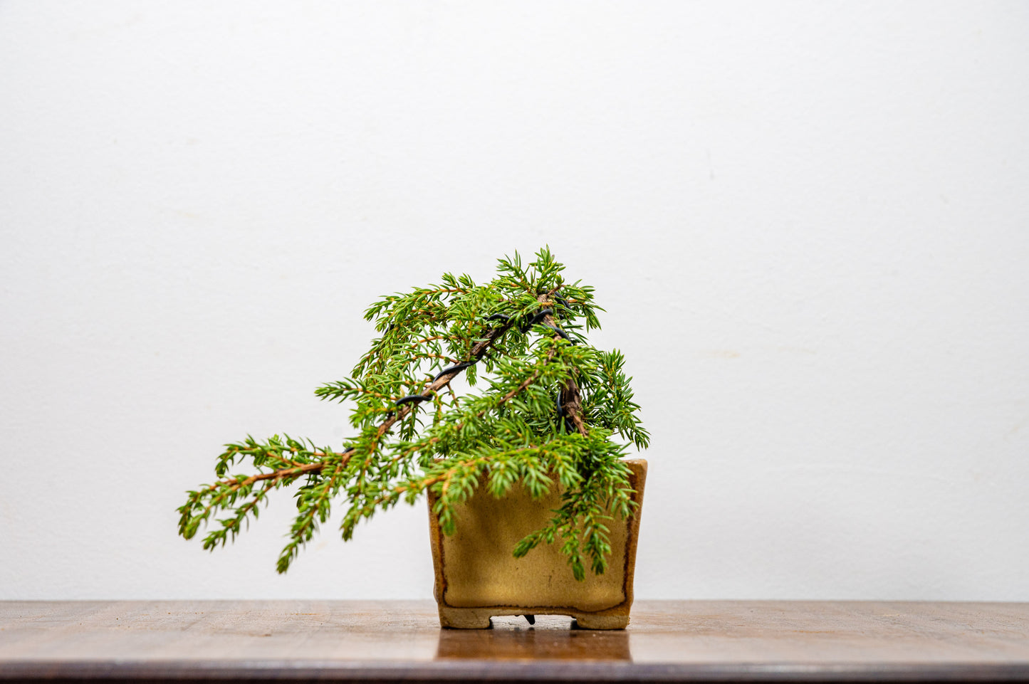 Juniper -Juniperus - Bonsai Starter