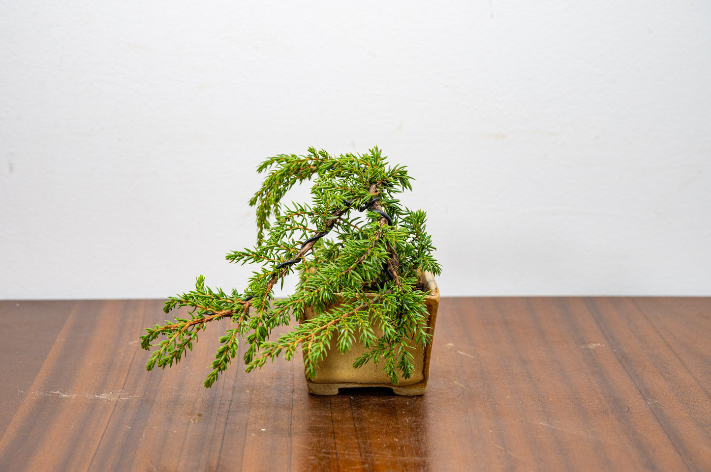 Juniper -Juniperus - Bonsai Starter