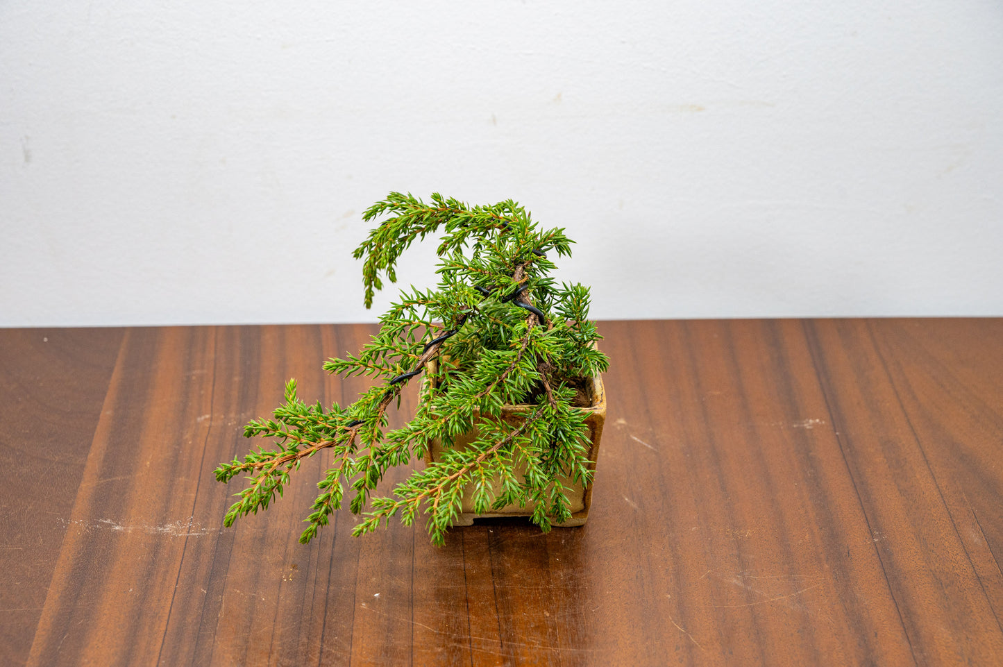 Juniper -Juniperus - Bonsai Starter