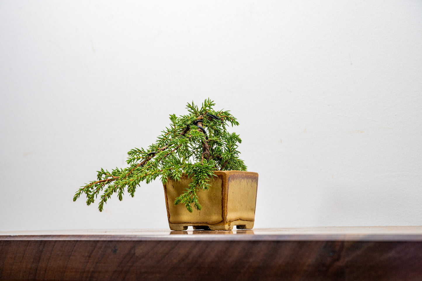Juniper -Juniperus - Bonsai Starter