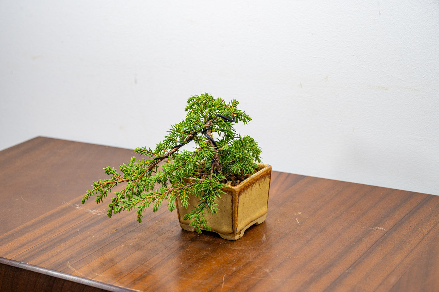 Juniper -Juniperus - Bonsai Starter
