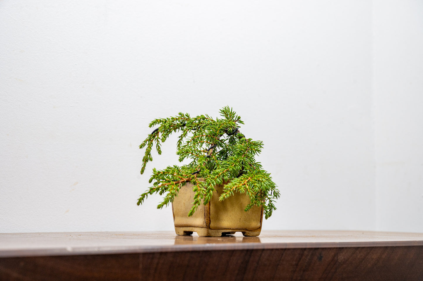 Juniper -Juniperus - Bonsai Starter