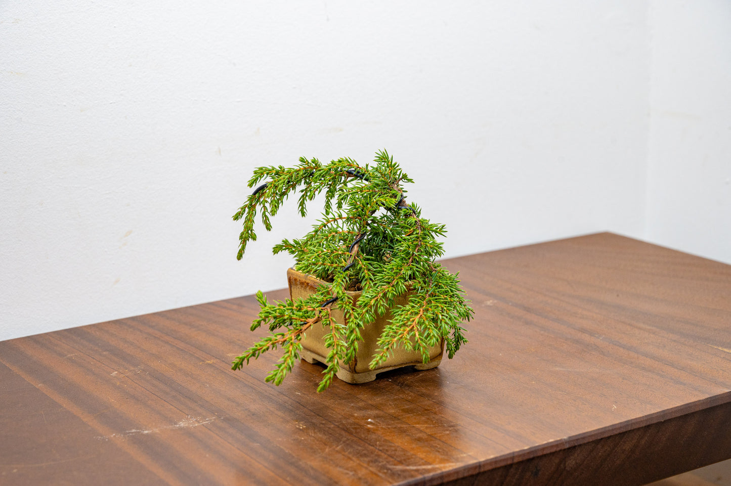 Juniper -Juniperus - Bonsai Starter