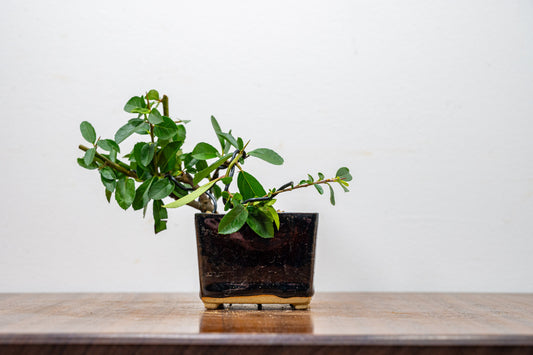 Pyracantha Bonsai Tree