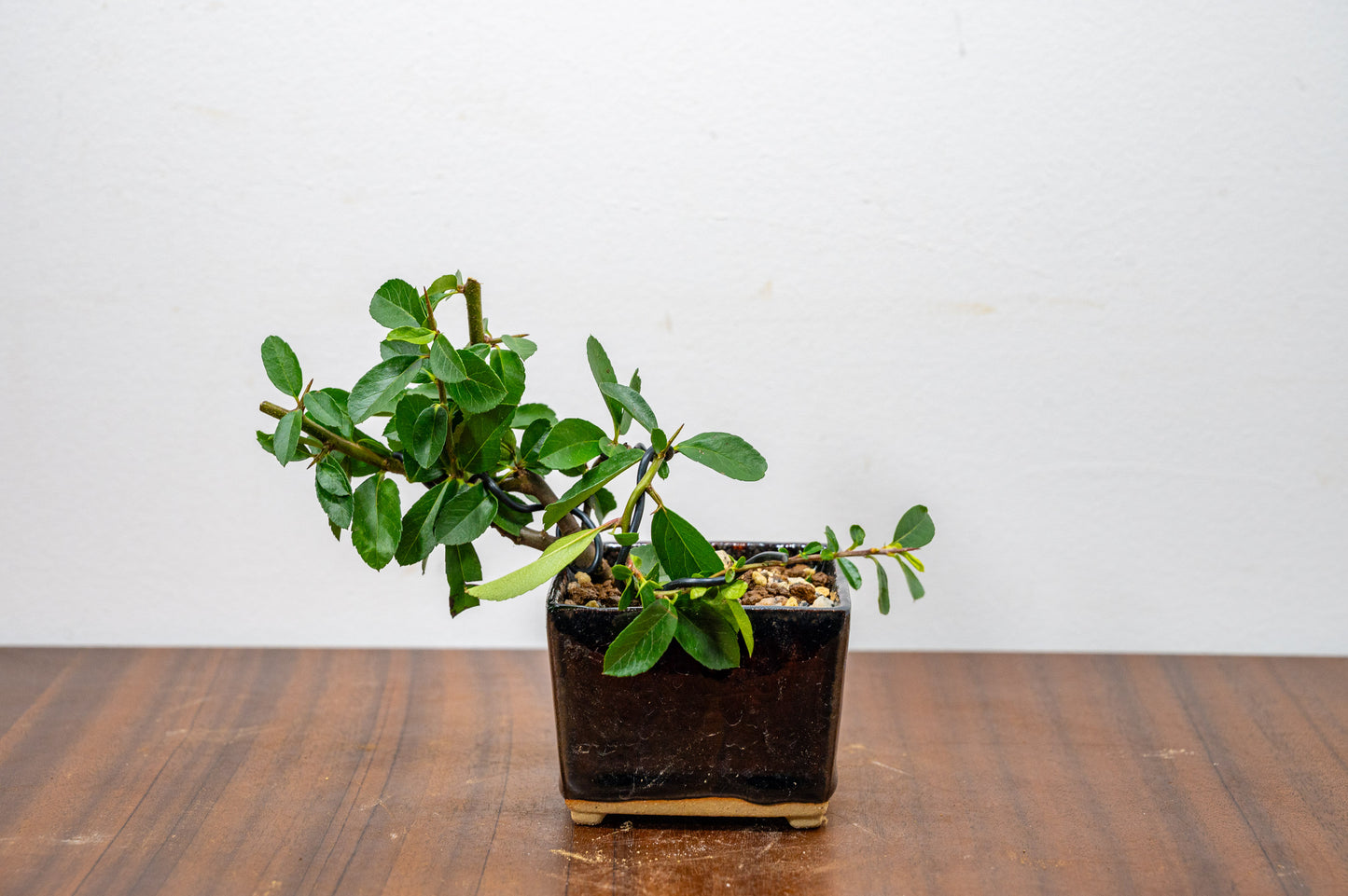 Pyracantha Bonsai Tree
