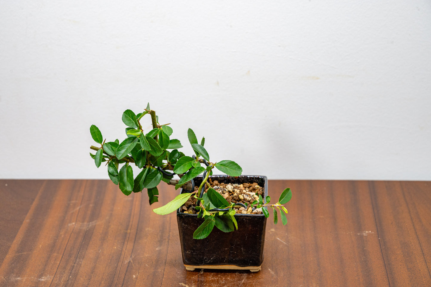 Pyracantha Bonsai Tree
