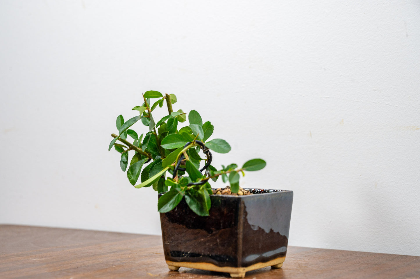 Pyracantha Bonsai Tree