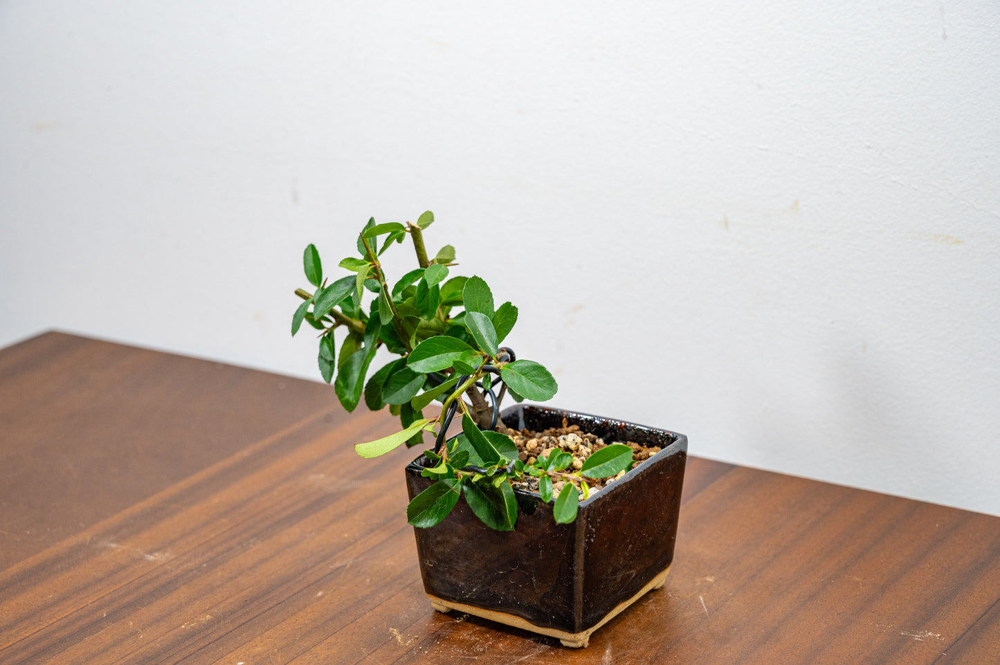 Pyracantha Bonsai Tree