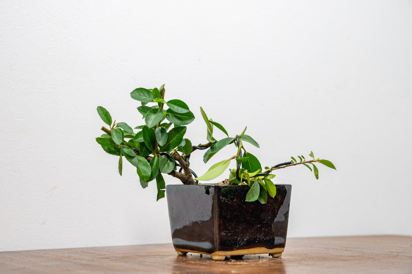 Pyracantha Bonsai Tree