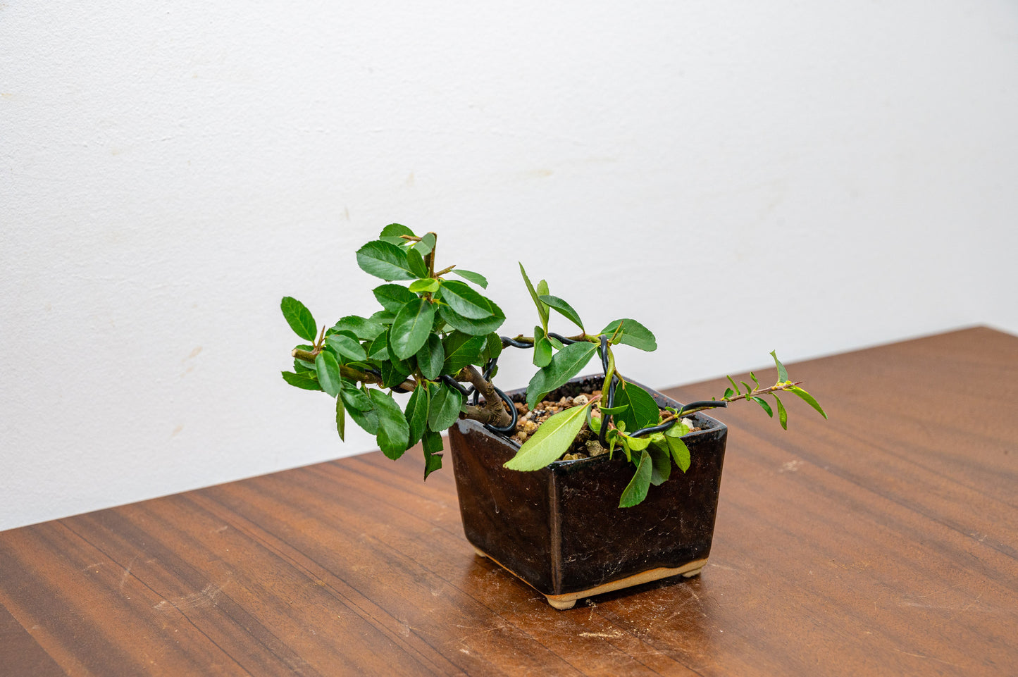 Pyracantha Bonsai Tree