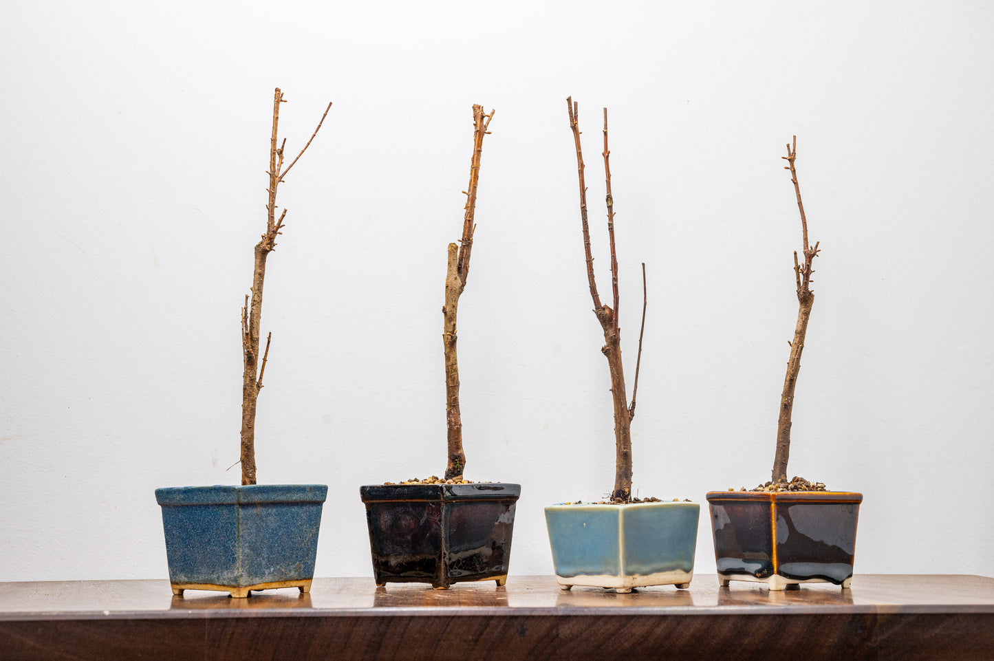 Dawn Redwood Bonsai Starter Tree