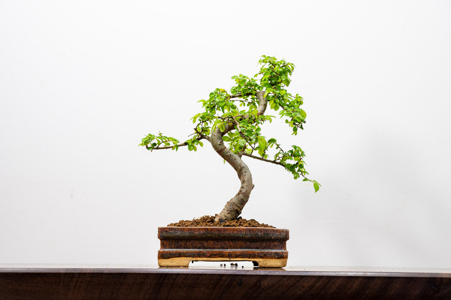 Chinese Elm Bonsai & Care Kit in Ember  Brown Ceramic Dish