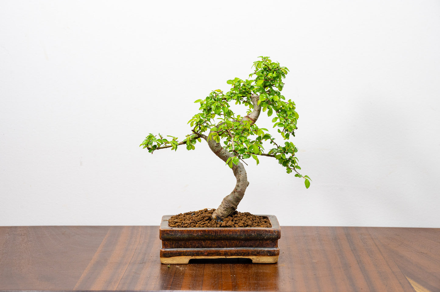 Chinese Elm Bonsai & Care Kit in Ember  Brown Ceramic Dish