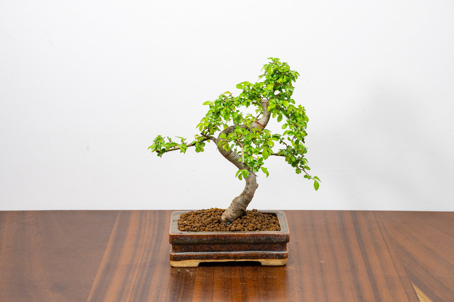 Chinese Elm Bonsai & Care Kit in Ember  Brown Ceramic Dish