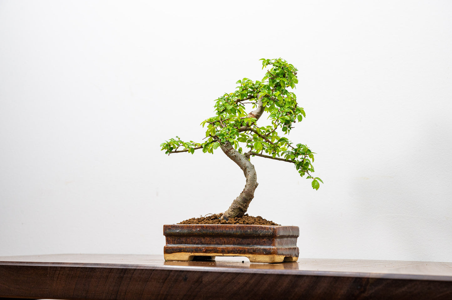 Chinese Elm Bonsai & Care Kit in Ember  Brown Ceramic Dish