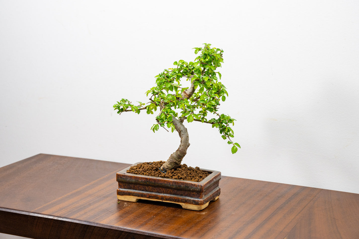 Chinese Elm Bonsai & Care Kit in Ember  Brown Ceramic Dish