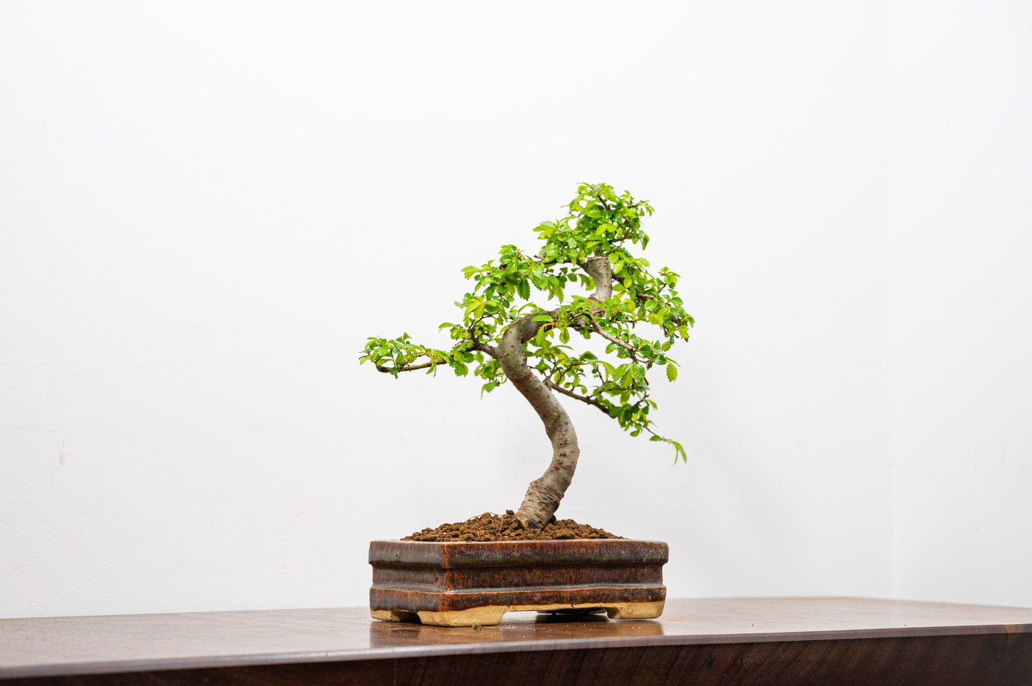 Chinese Elm Bonsai & Care Kit in Ember  Brown Ceramic Dish