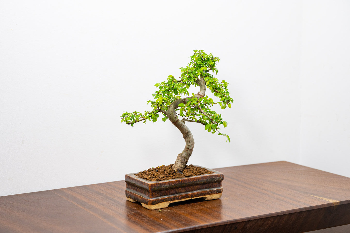 Chinese Elm Bonsai & Care Kit in Ember  Brown Ceramic Dish