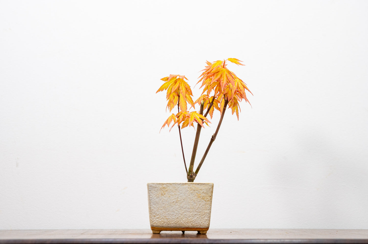 Bonsai Starter Bundle - Japanese Maple