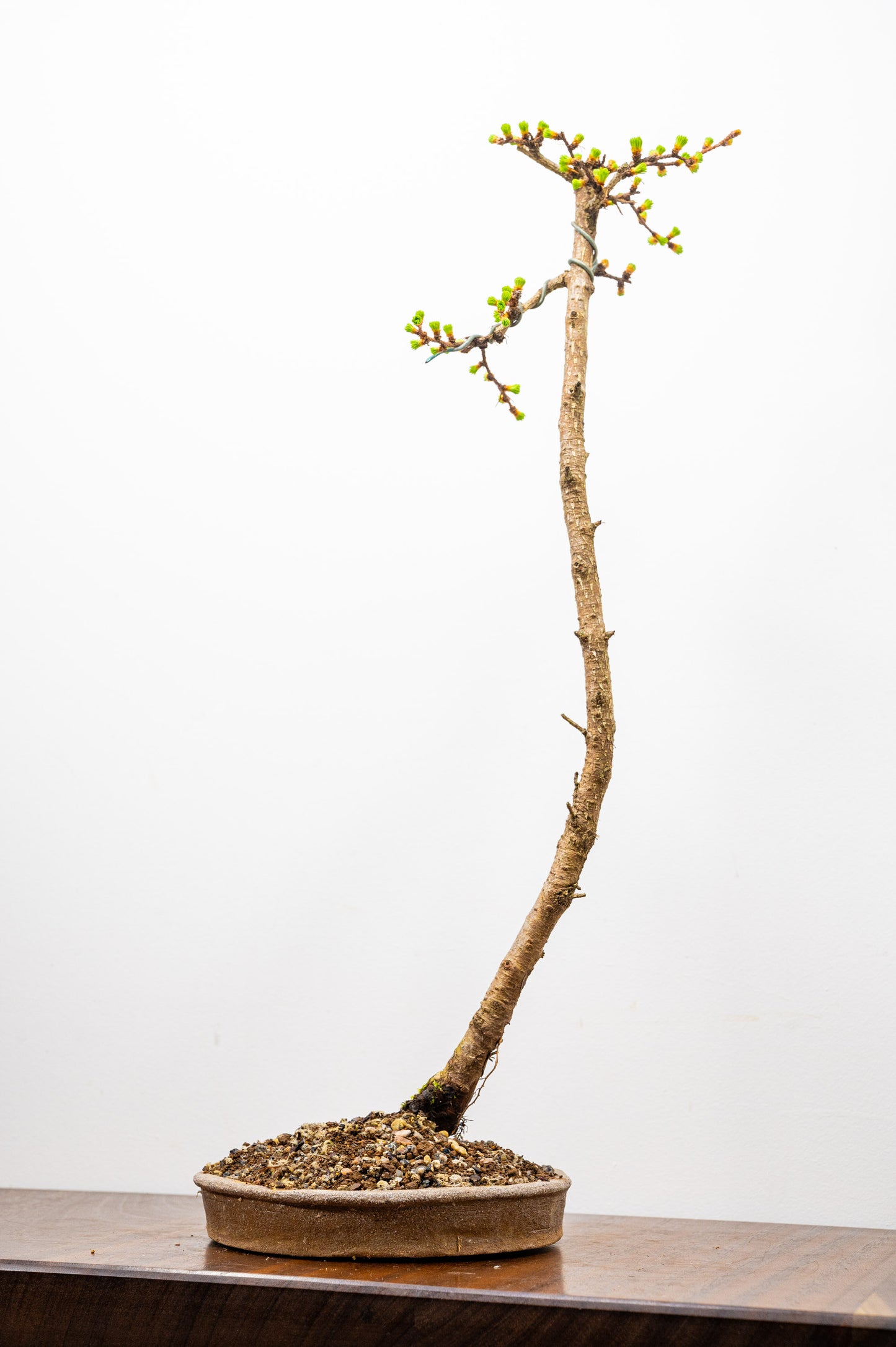 Japanese Larch Bonsai