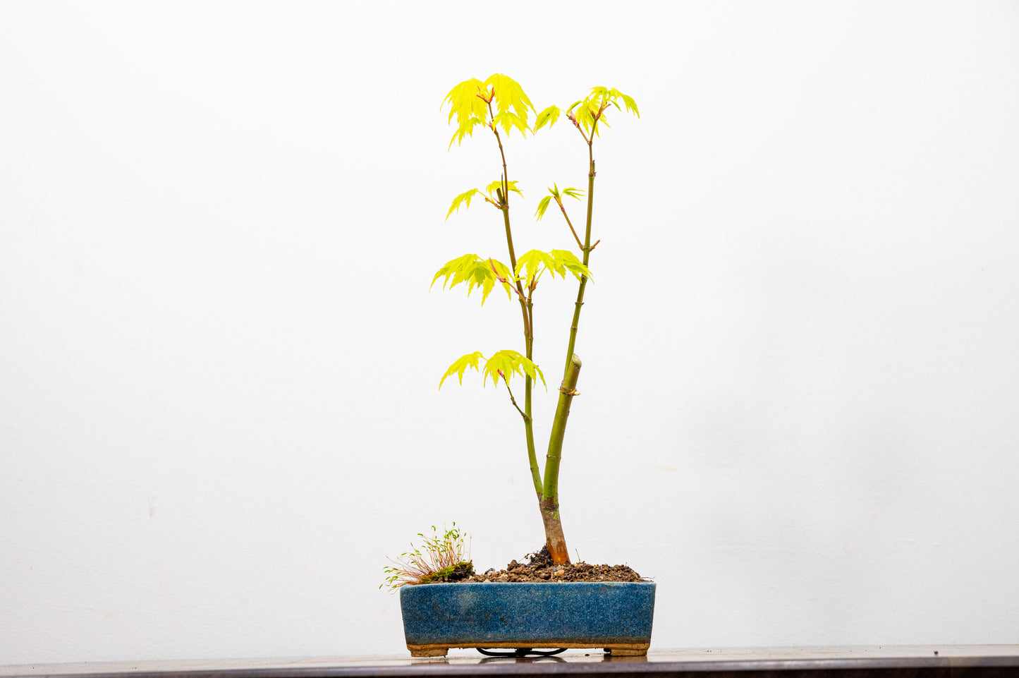 Japanese Maple Bonsai Starter Tree