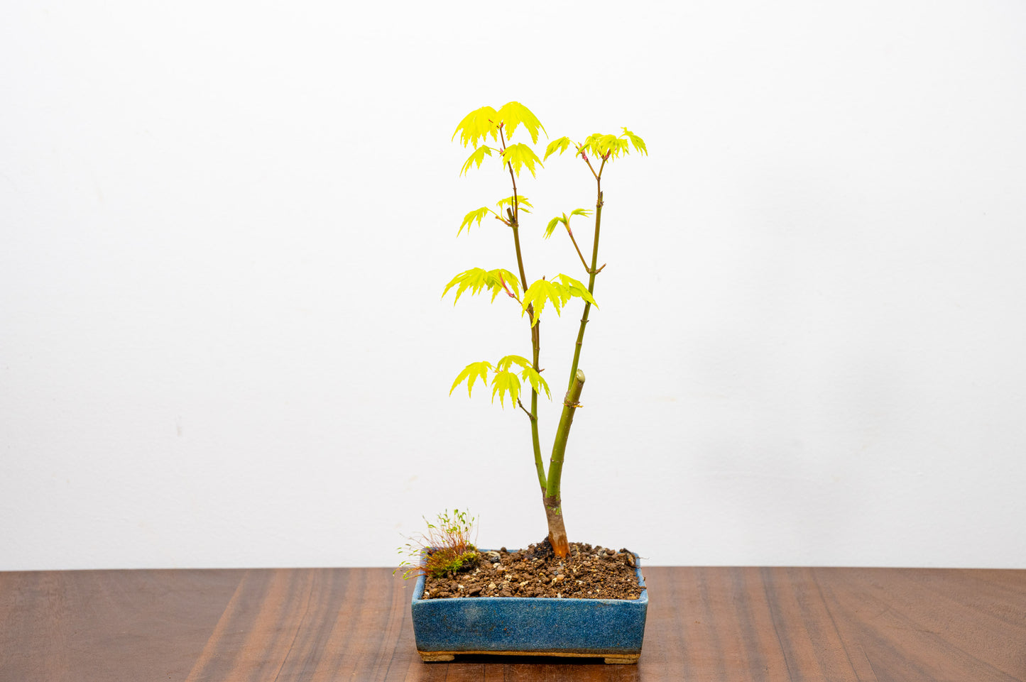 Japanese Maple Bonsai Starter Tree