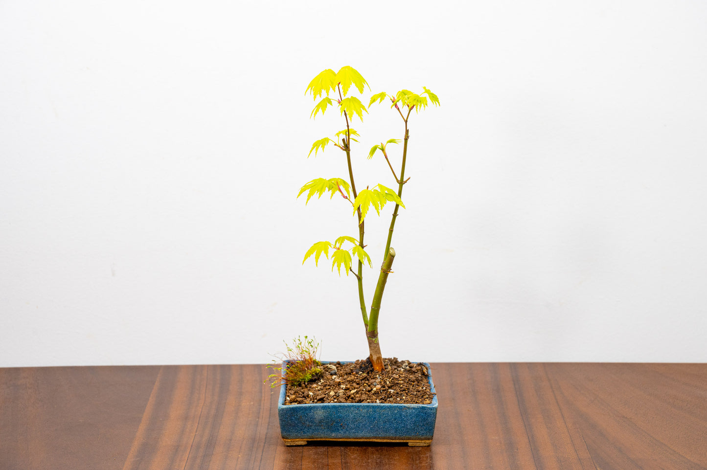 Japanese Maple Bonsai Starter Tree