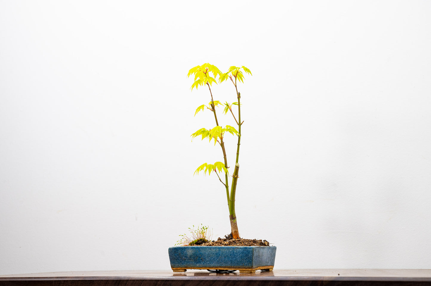 Japanese Maple Bonsai Starter Tree