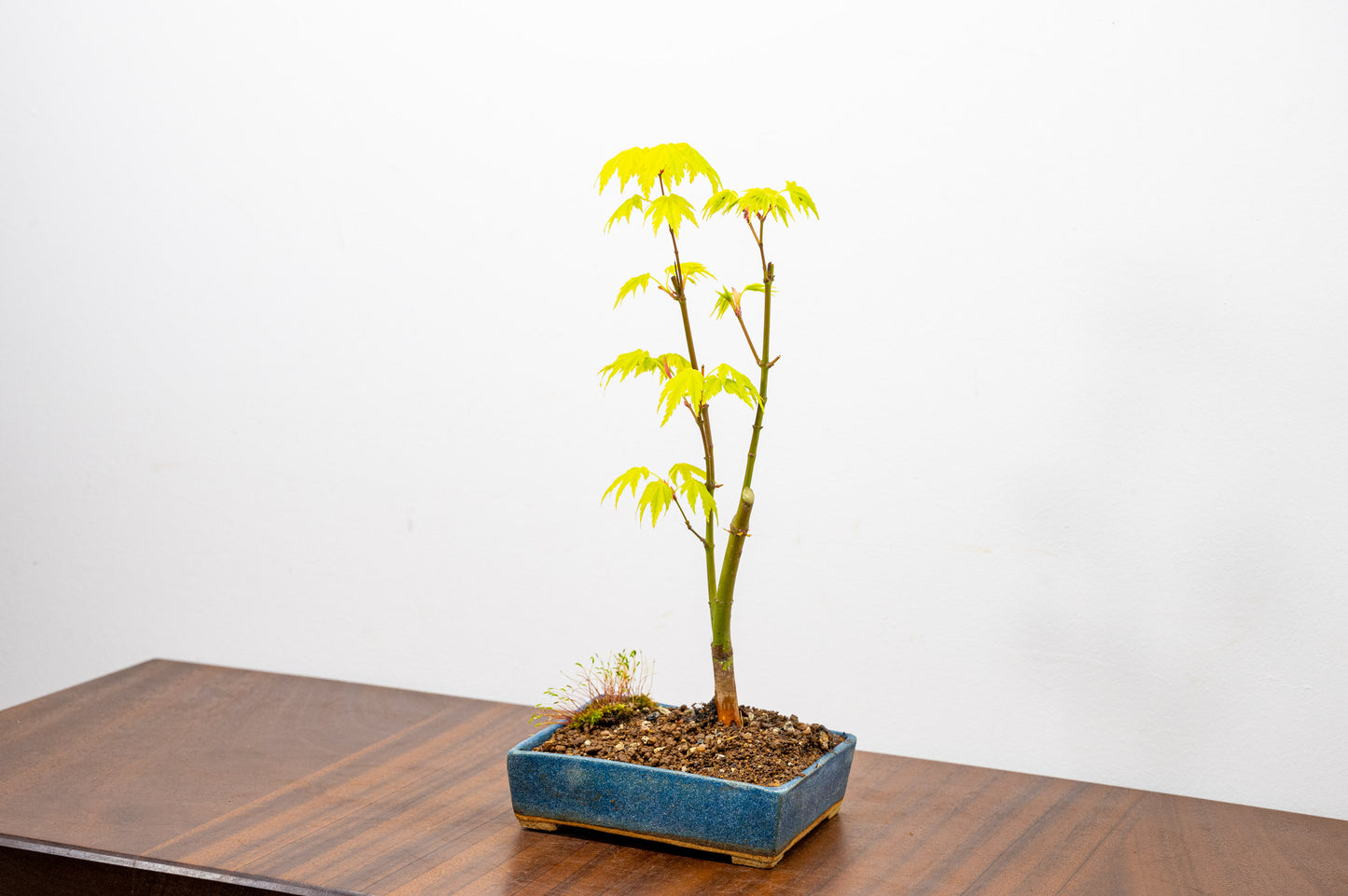 Japanese Maple Bonsai Starter Tree