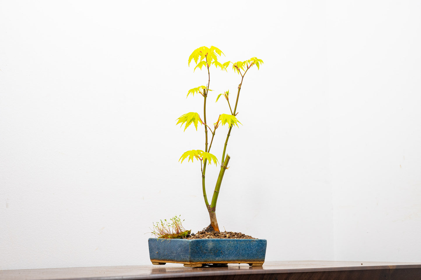 Japanese Maple Bonsai Starter Tree