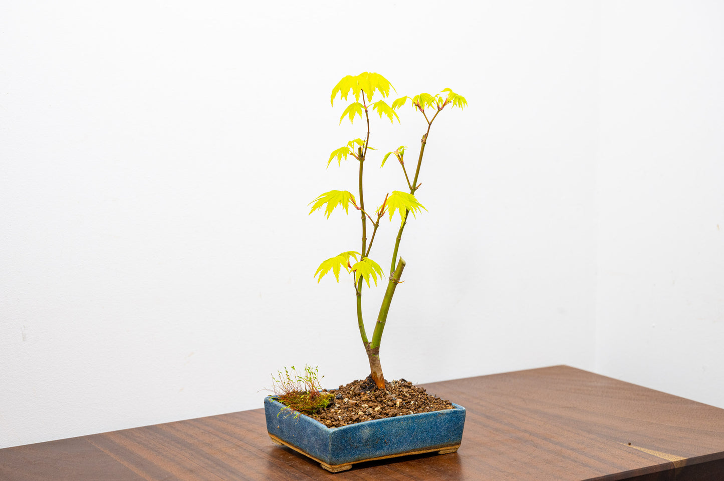 Japanese Maple Bonsai Starter Tree