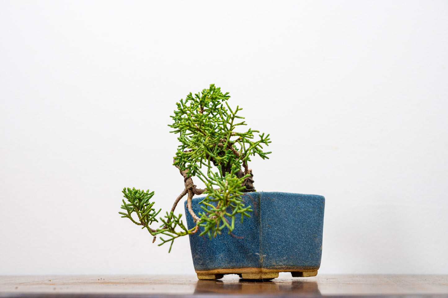 Juniper -Juniperus Chinesis Blaauw