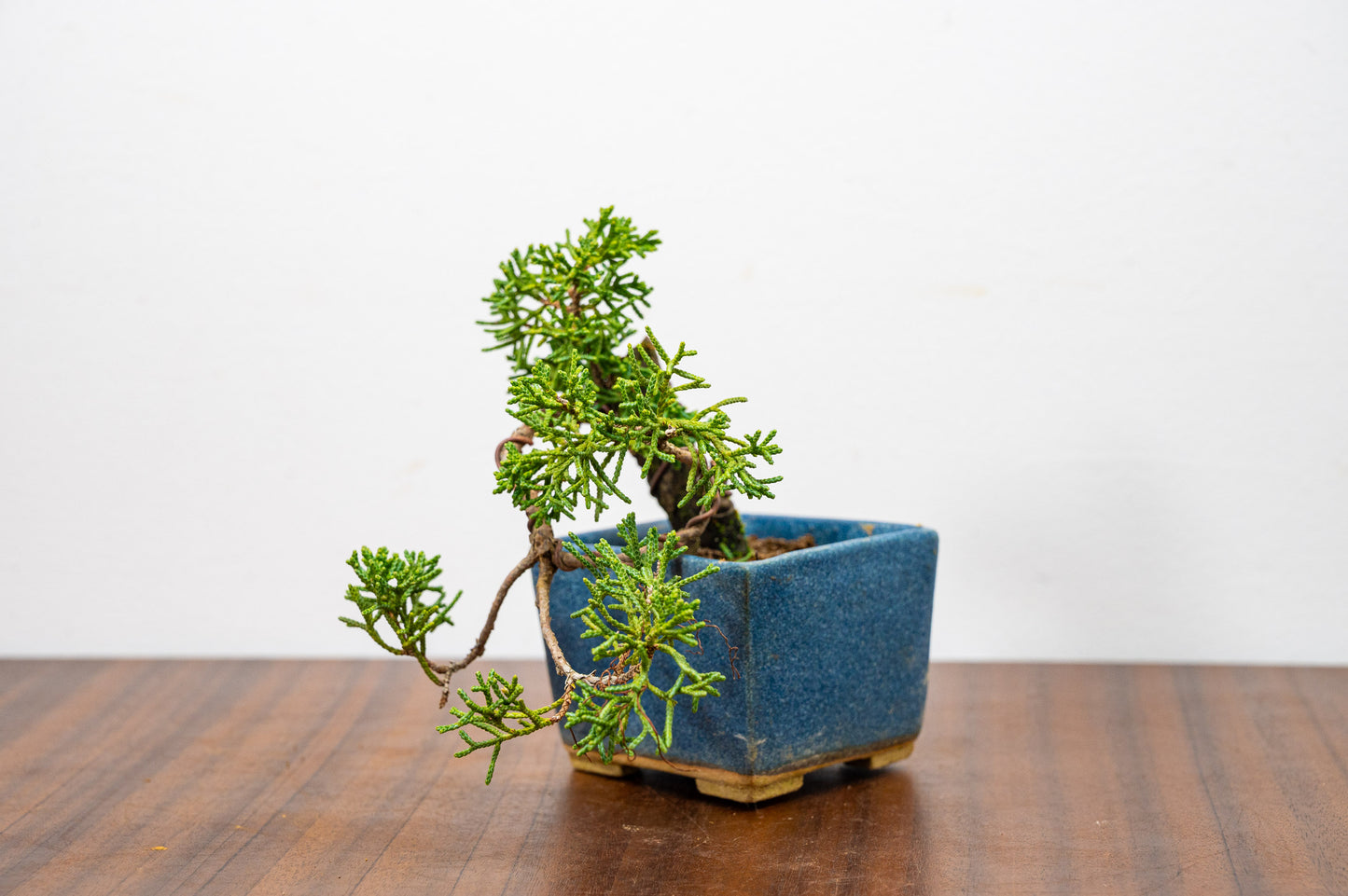 Juniper -Juniperus Chinesis Blaauw