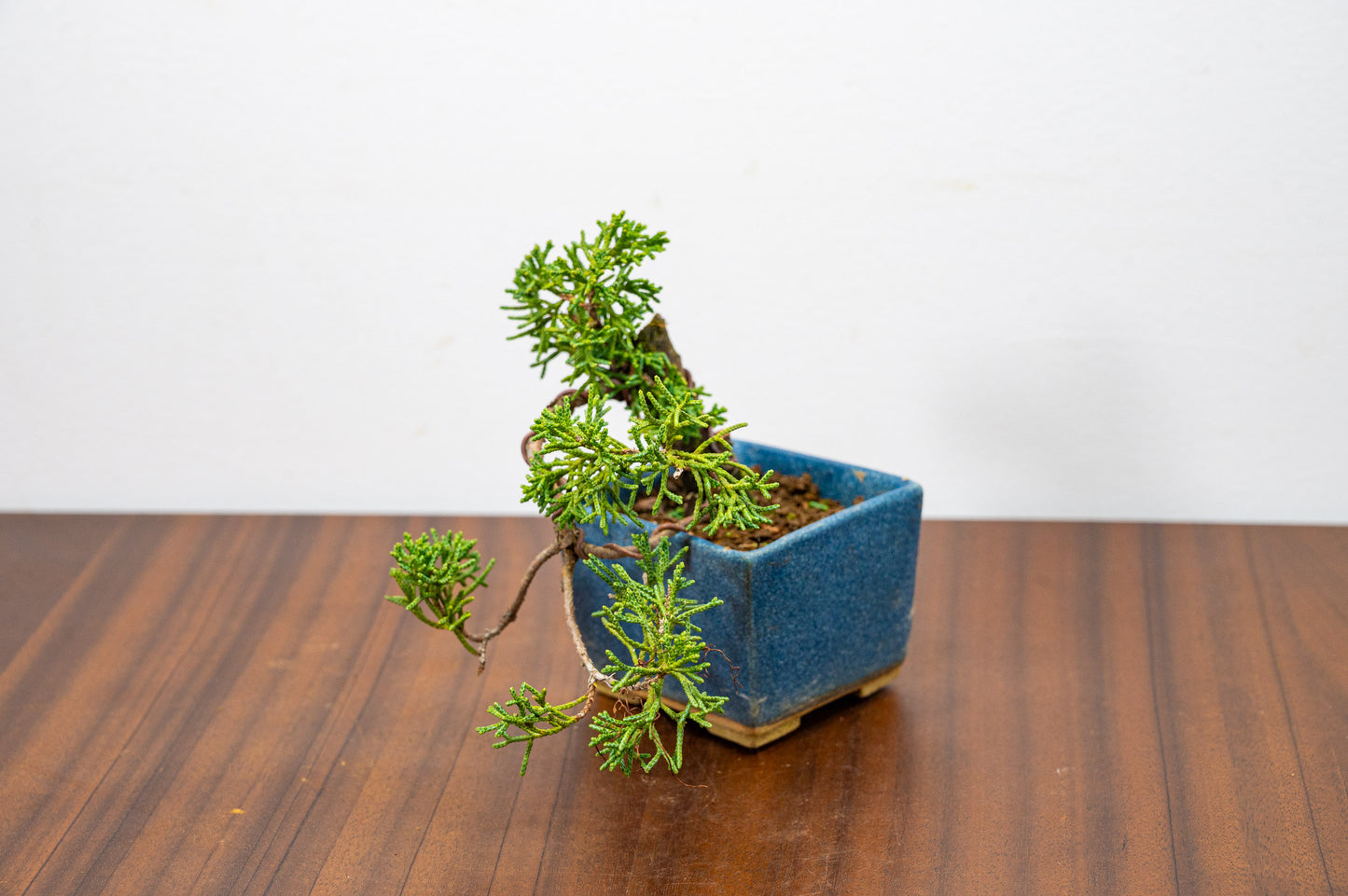 Juniper -Juniperus Chinesis Blaauw